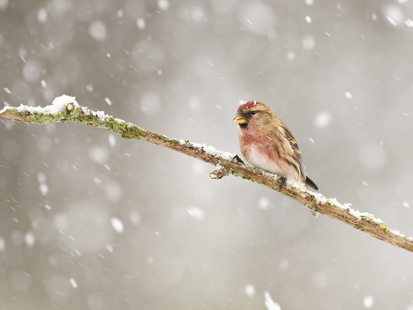 Обои ветка, снег, зима, птицы, птица, зяблик, чечётка, branch, snow, winter, birds, bird, chaffinch, tap dance разрешение 2048x1365 Загрузить