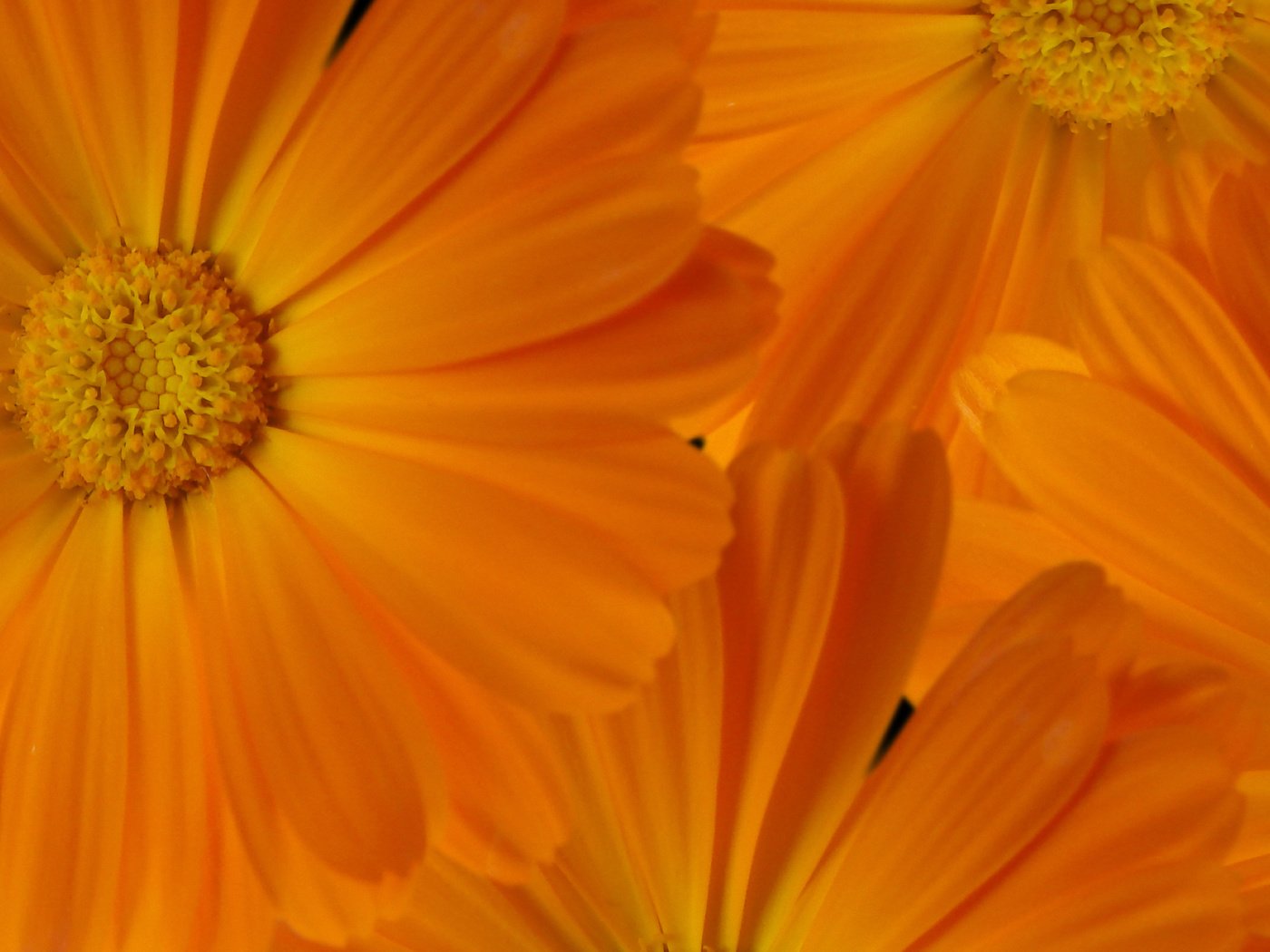 Обои макро, для рабочего стола, ноготки, macro, for your desktop, marigolds разрешение 2560x1600 Загрузить