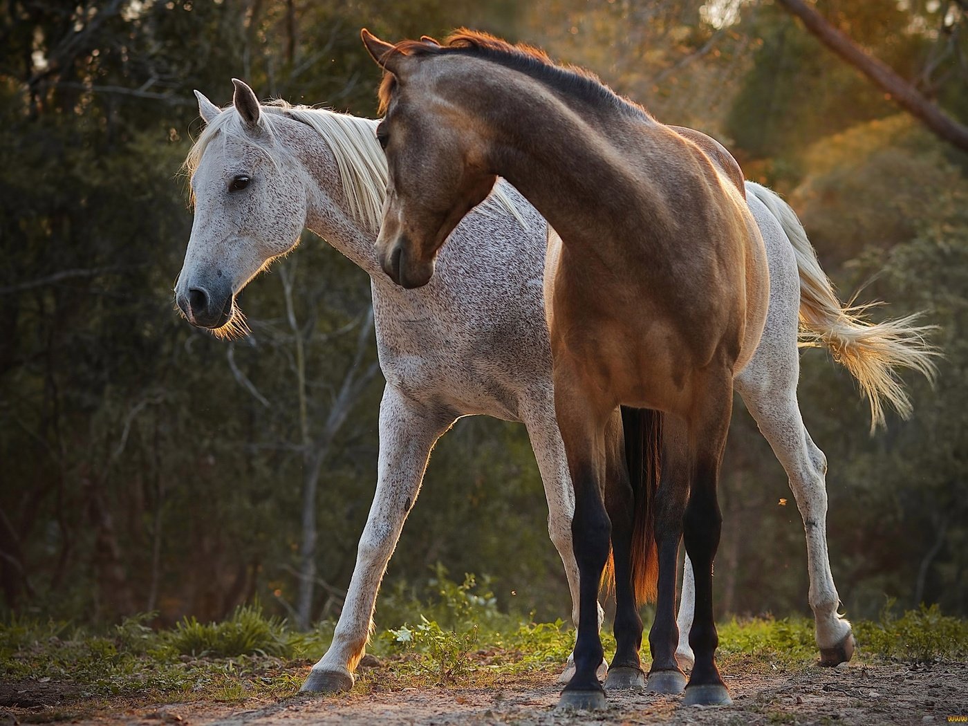 Обои природа, лучи, пара, лошади, окрас, nature, rays, pair, horse, color разрешение 2048x1369 Загрузить