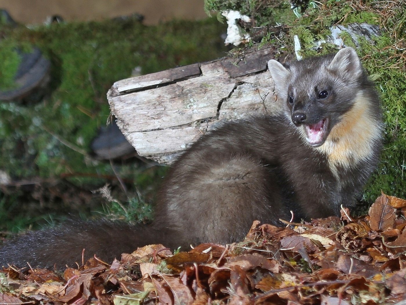 Обои трава, природа, листья, зверек, куница, осенние листья, grass, nature, leaves, animal, marten, autumn leaves разрешение 1920x1200 Загрузить