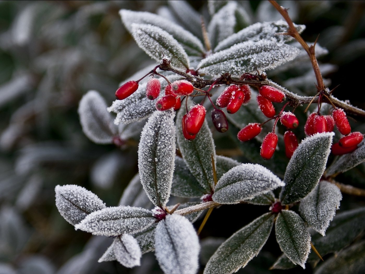 Обои ветка, природа, листья, мороз, иней, ягоды, растение, плоды, branch, nature, leaves, frost, berries, plant, fruit разрешение 2709x1805 Загрузить