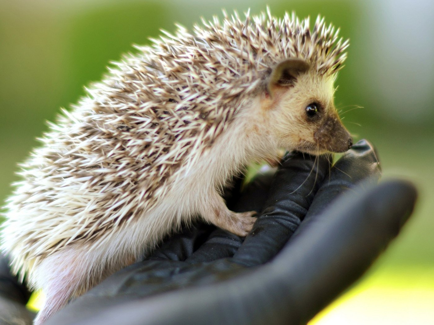 Обои рука, мордочка, ежик, кисть, иголки, еж, hand, muzzle, hedgehog, brush, needles разрешение 1920x1080 Загрузить