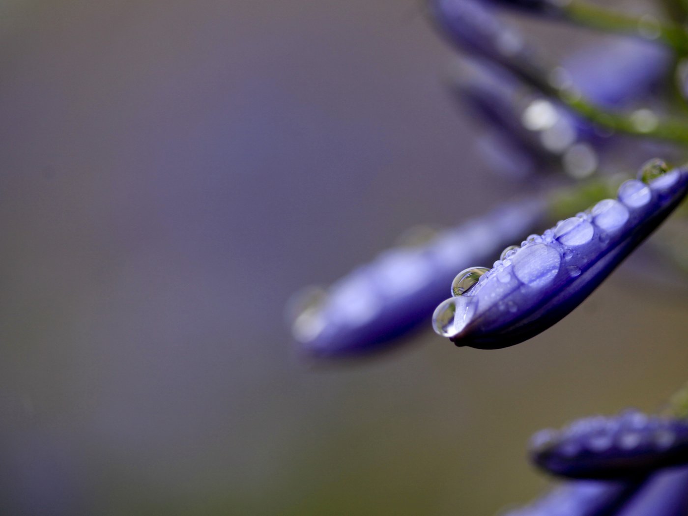 Обои вода, макро, цветок, капли, water, macro, flower, drops разрешение 2560x1600 Загрузить