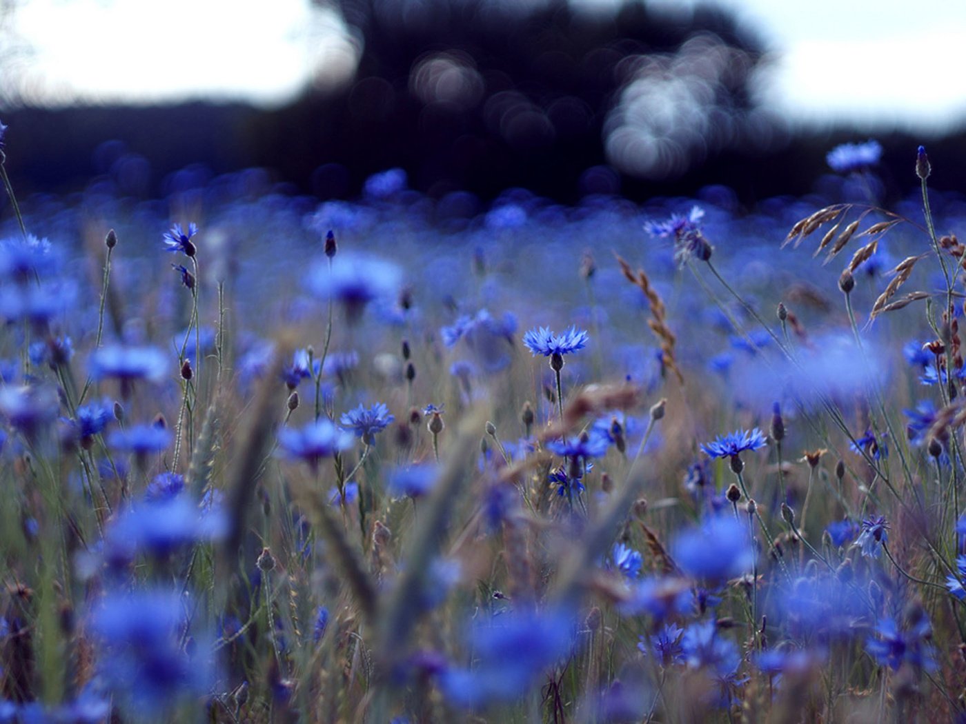 Обои поле, синее, васильки, field, blue, cornflowers разрешение 2560x1600 Загрузить