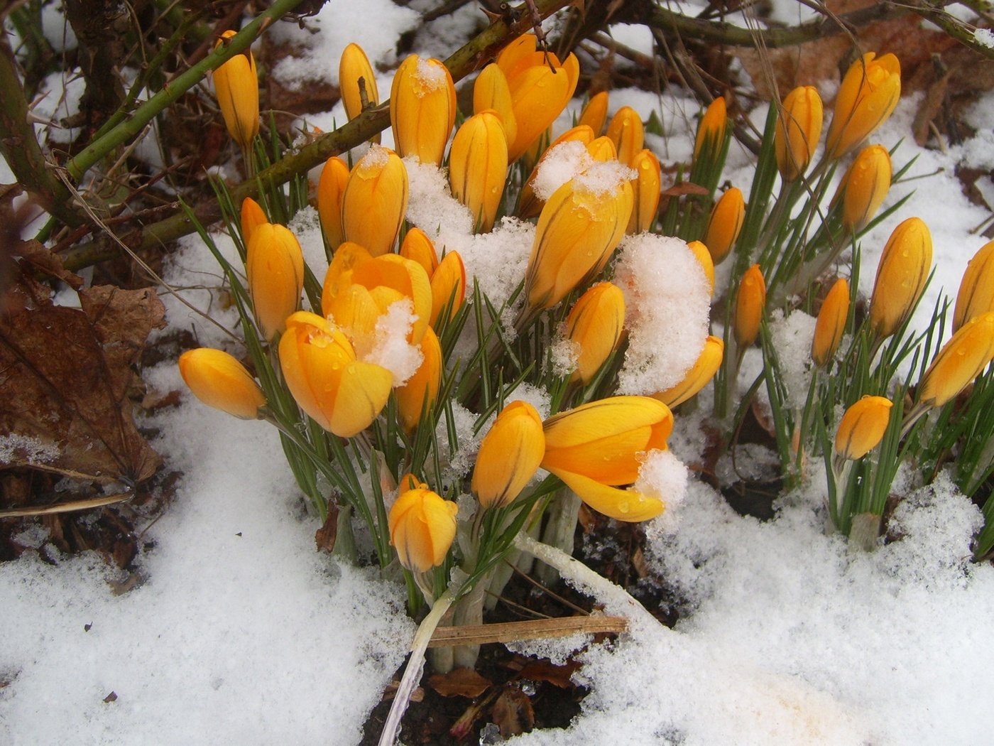 Обои цветы, снег, природа, весна, крокусы, первоцветы, flowers, snow, nature, spring, crocuses, primroses разрешение 1920x1200 Загрузить