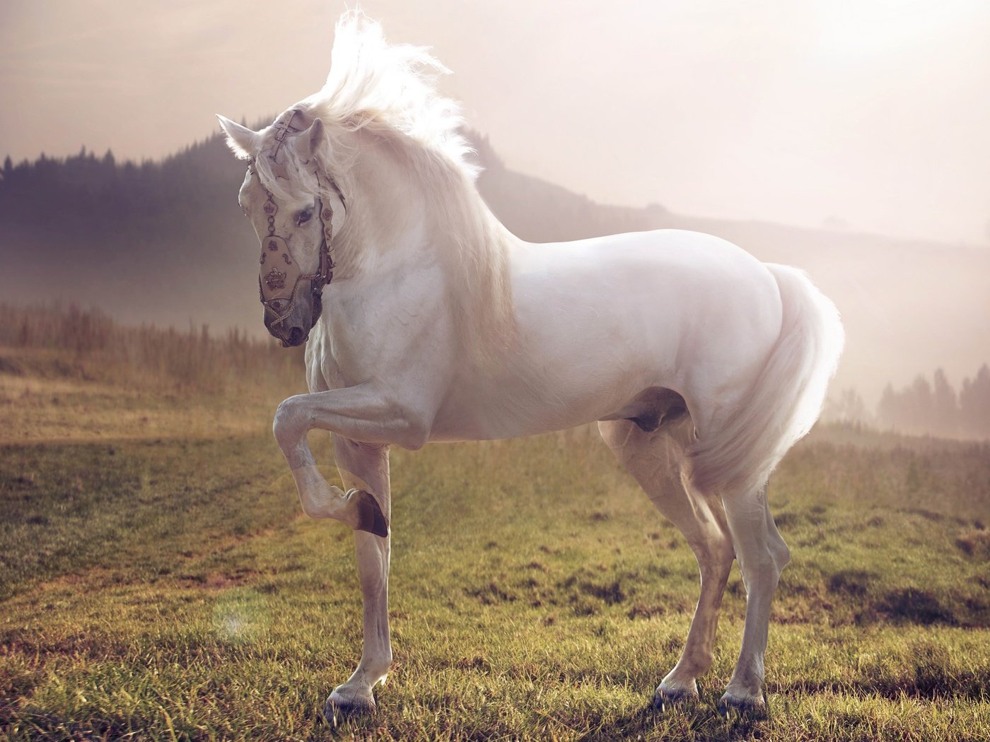 Обои лошадь, трава, природа, фон, белый, конь, жеребец, horse, grass, nature, background, white, stallion разрешение 5120x3880 Загрузить