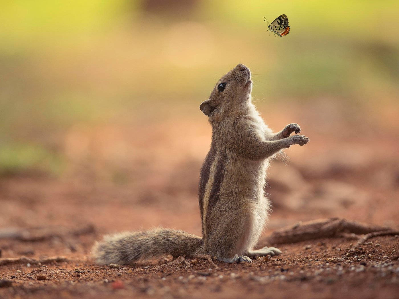 Обои природа, фон, бабочка, бурундук, nature, background, butterfly, chipmunk разрешение 2048x1367 Загрузить