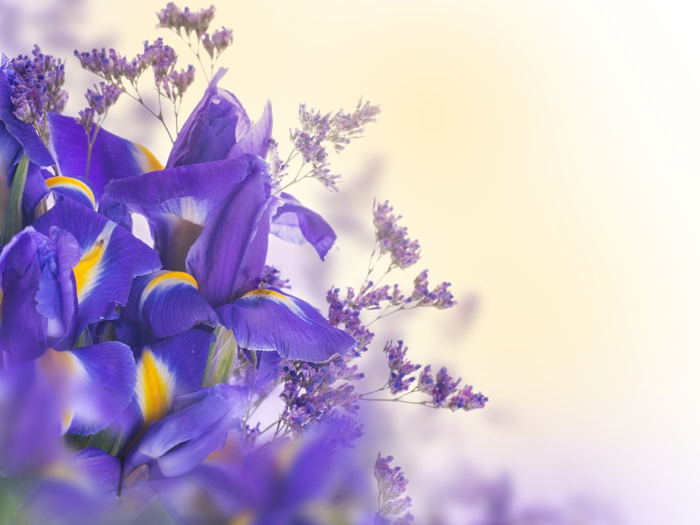 Обои цветы, букет, ирисы, flowers, bouquet, irises разрешение 5000x3922 Загрузить