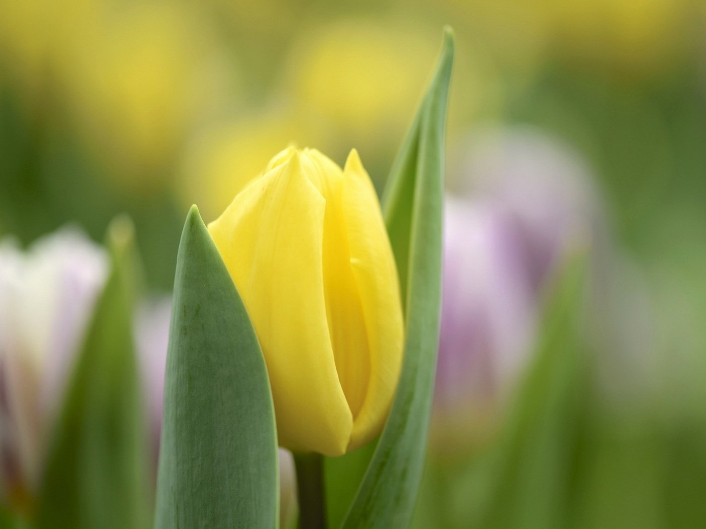 Обои цветы, природа, весна, тюльпаны, flowers, nature, spring, tulips разрешение 1920x1200 Загрузить