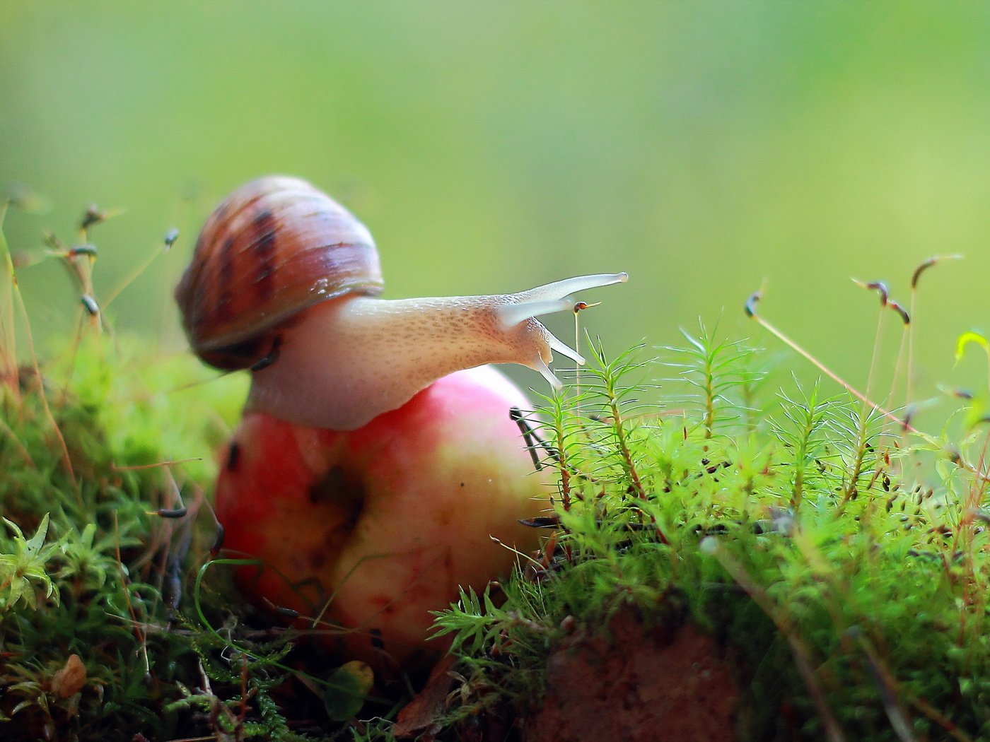 Обои природа, макро, мох, яблоко, улитка, nature, macro, moss, apple, snail разрешение 2560x1440 Загрузить