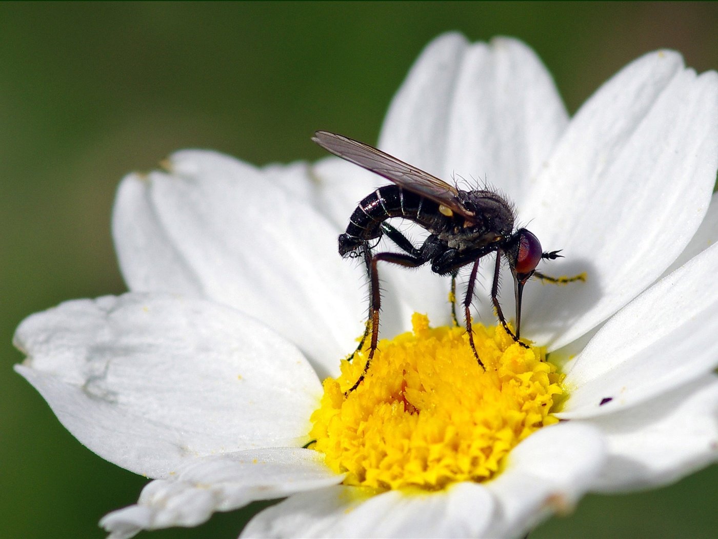 Обои макро, насекомое, цветок, белый, муха, ziva & amir, macro, insect, flower, white, fly разрешение 1994x1406 Загрузить