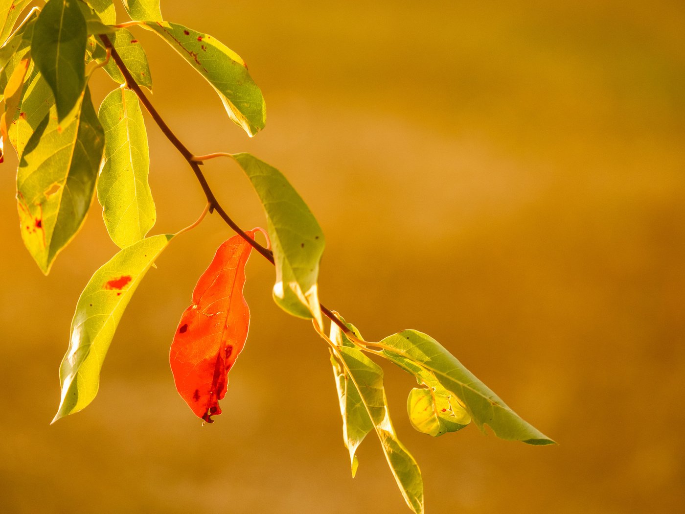 Обои ветка, природа, листья, фон, осень, branch, nature, leaves, background, autumn разрешение 2048x1365 Загрузить