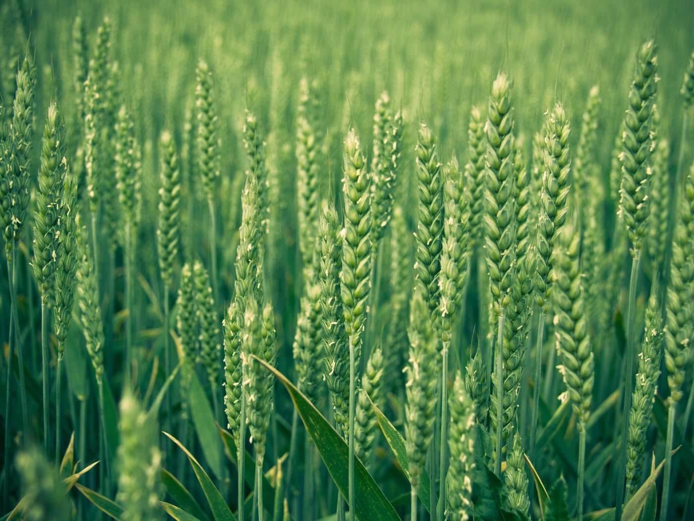 Обои природа, зелень, макро, поле, колосья, пшеница, nature, greens, macro, field, ears, wheat разрешение 2560x1600 Загрузить