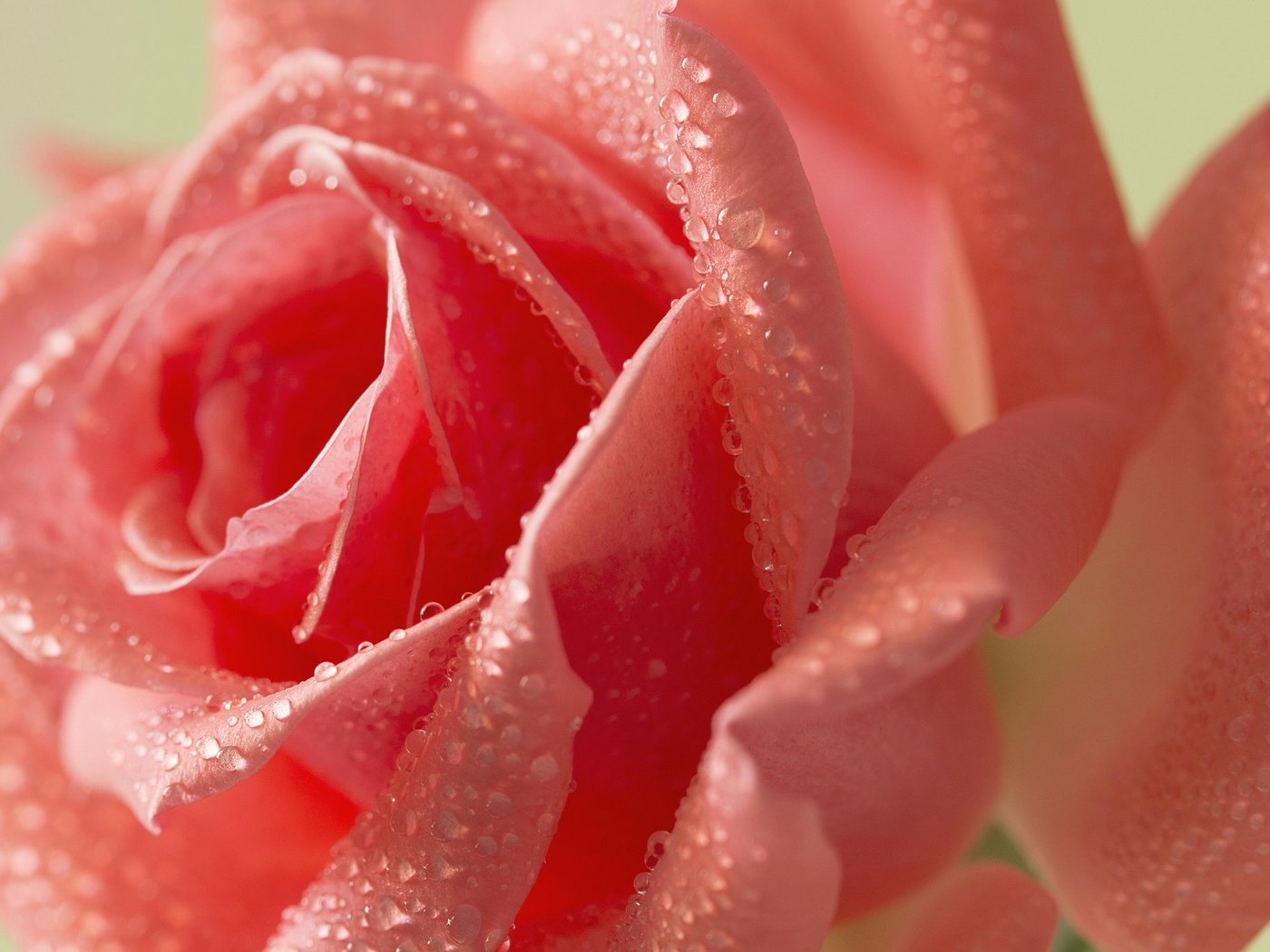 Обои вода, цветок, роза, розовая.капли, water, flower, rose, pink.drops разрешение 2048x1365 Загрузить