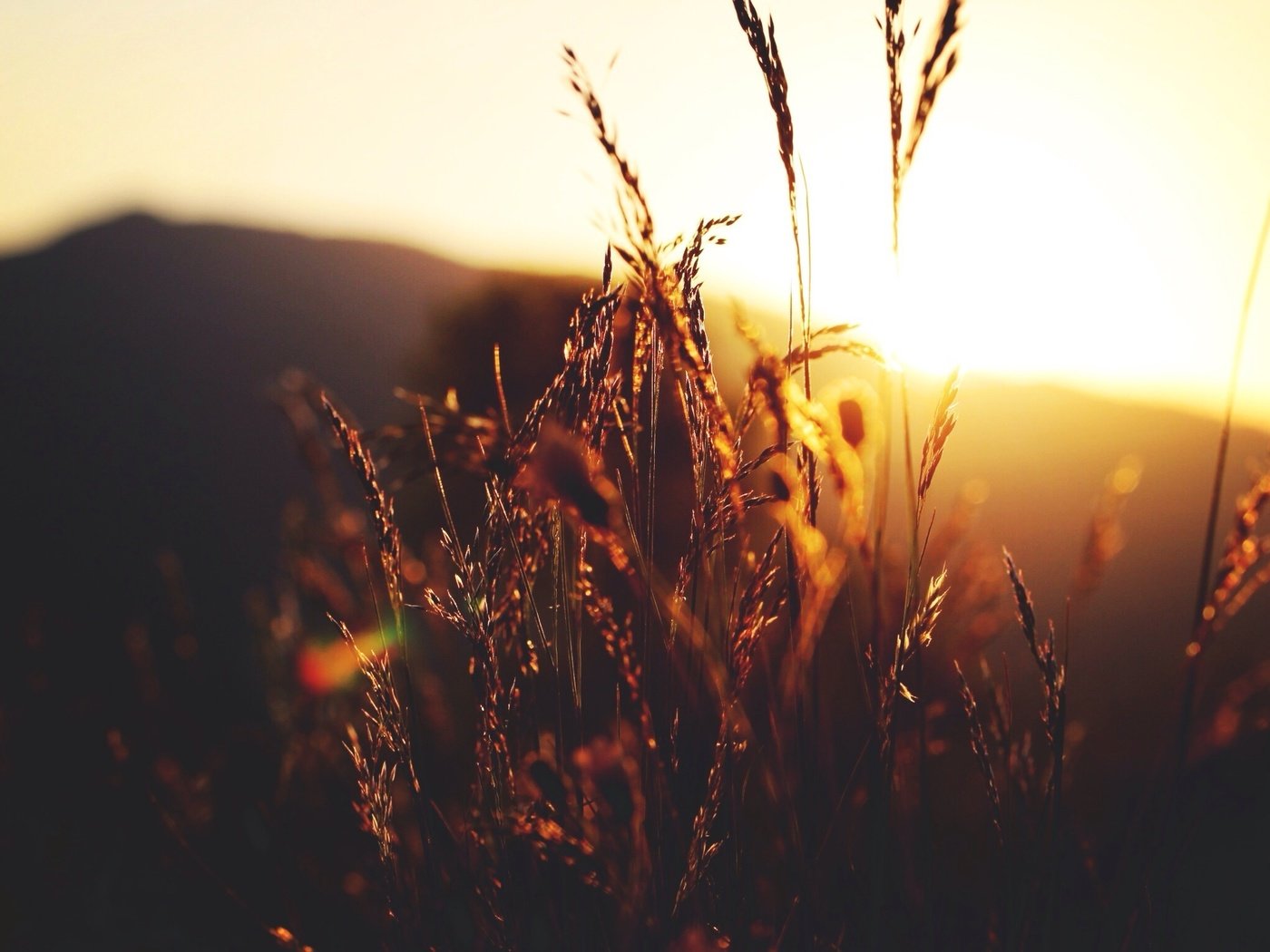 Обои трава, солнце, природа, растения, закат, макро, колоски, grass, the sun, nature, plants, sunset, macro, spikelets разрешение 2304x1536 Загрузить