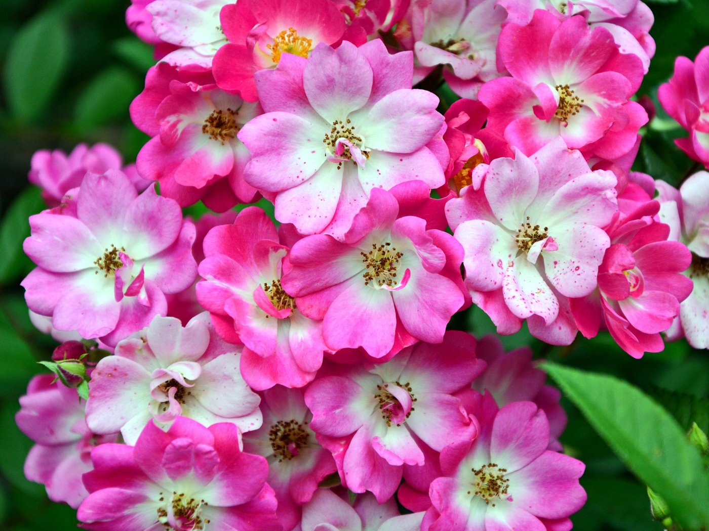 Обои цветы, дерево, цветение, макро, весна, цвеение, розо-белые, flowers, tree, flowering, macro, spring, tweenie, roseau-white разрешение 3008x2000 Загрузить