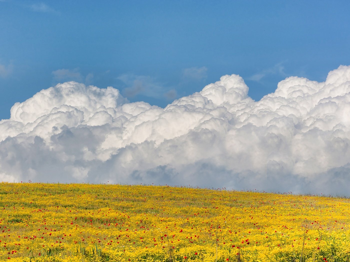 Обои небо, цветы, облака, поле, the sky, flowers, clouds, field разрешение 3000x2000 Загрузить