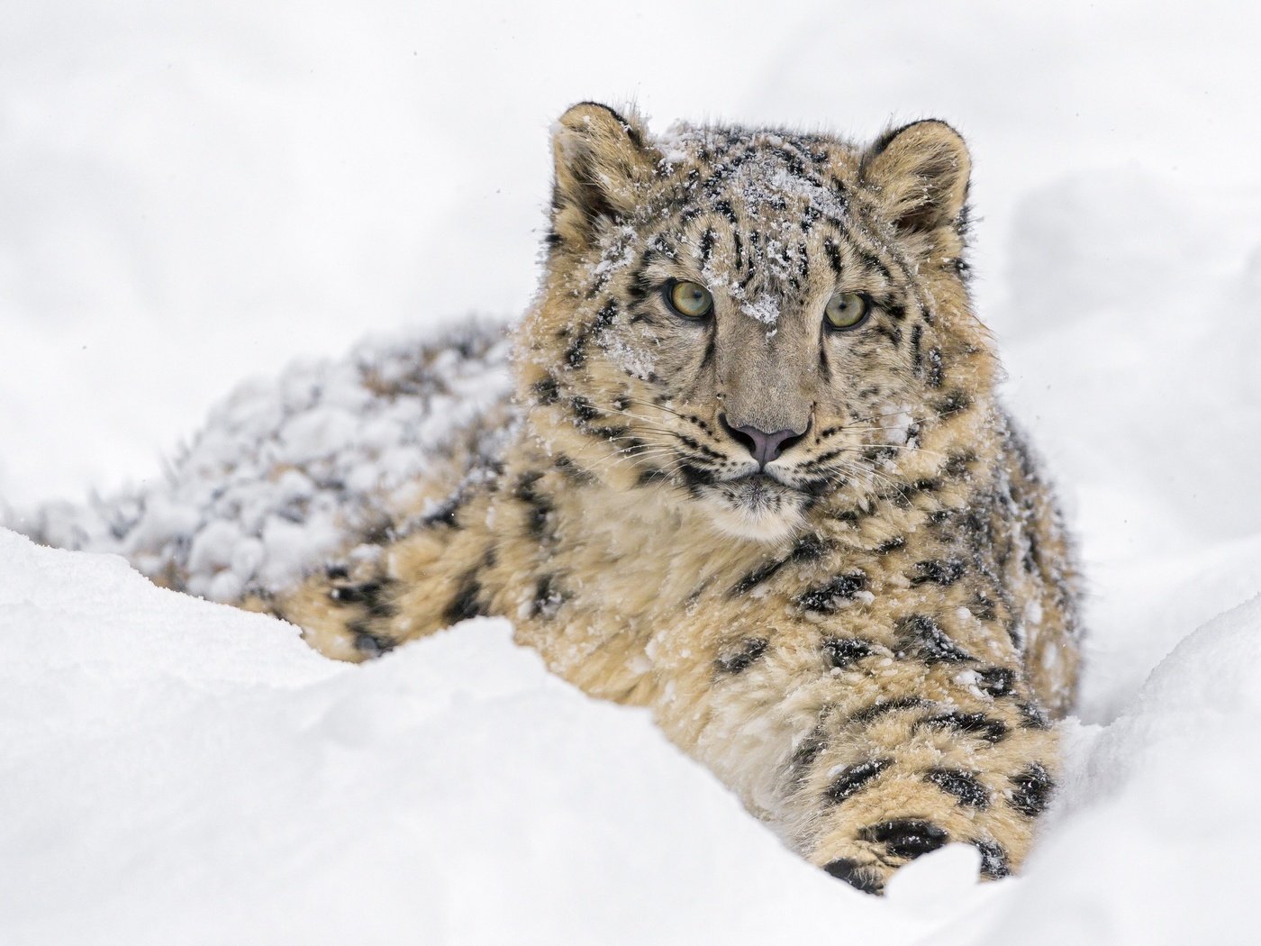 Обои дикая кошка, морда, молодой, снег, детеныш, зима, лежит, снежный леопард, хищник, снежный барс, ирбис, зоопарк, wild cat, face, young, snow, cub, winter, lies, predator, snow leopard, irbis, zoo разрешение 2560x1820 Загрузить