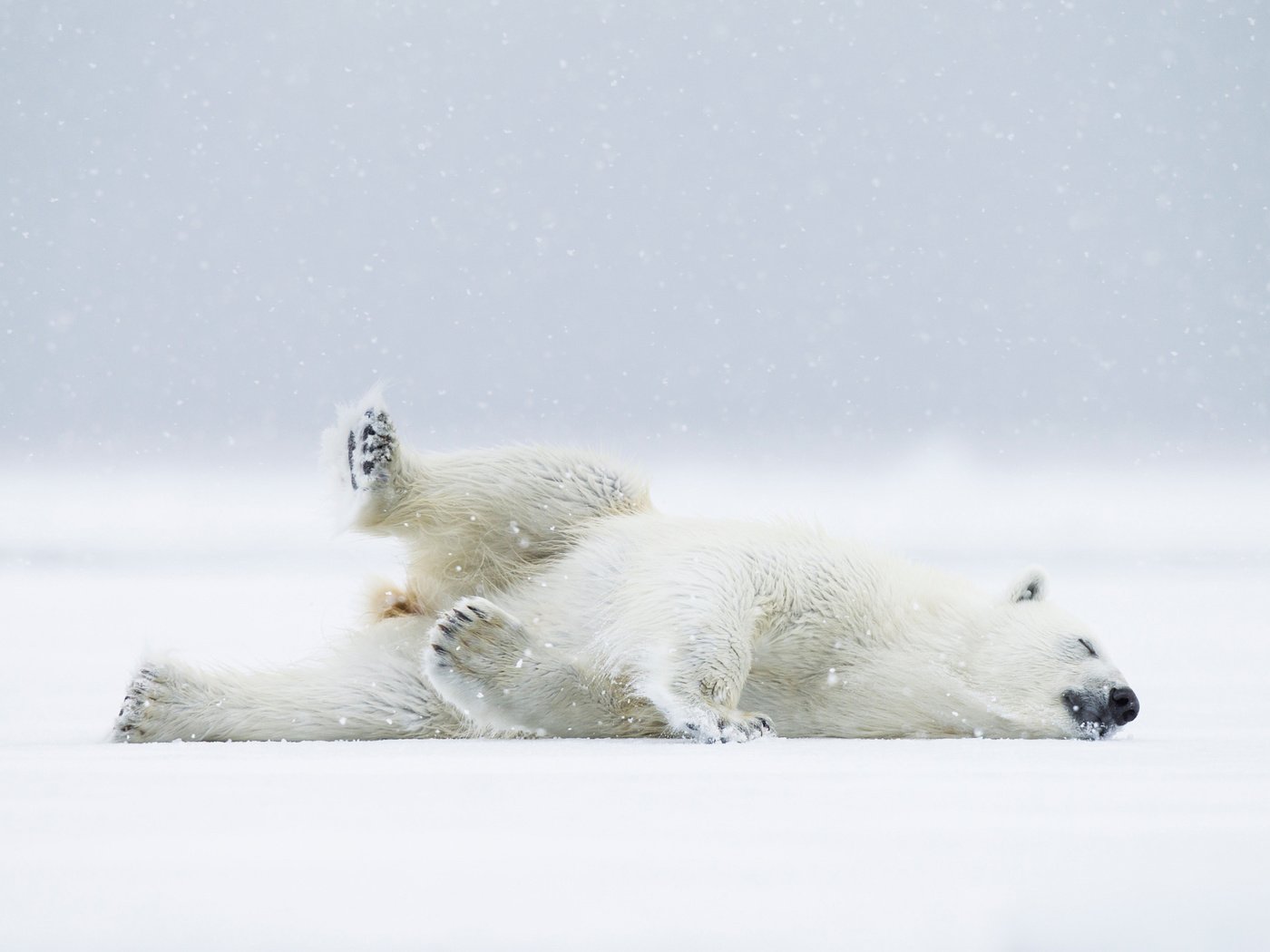 Обои снег, полярный медведь, медведь, хищник, белый медведь, snow, polar bear, bear, predator разрешение 2048x1366 Загрузить