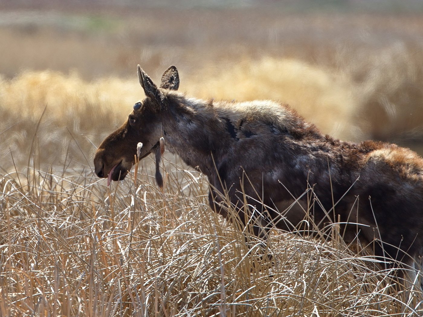 Обои трава, природа, фон, лось, grass, nature, background, moose разрешение 1920x1200 Загрузить