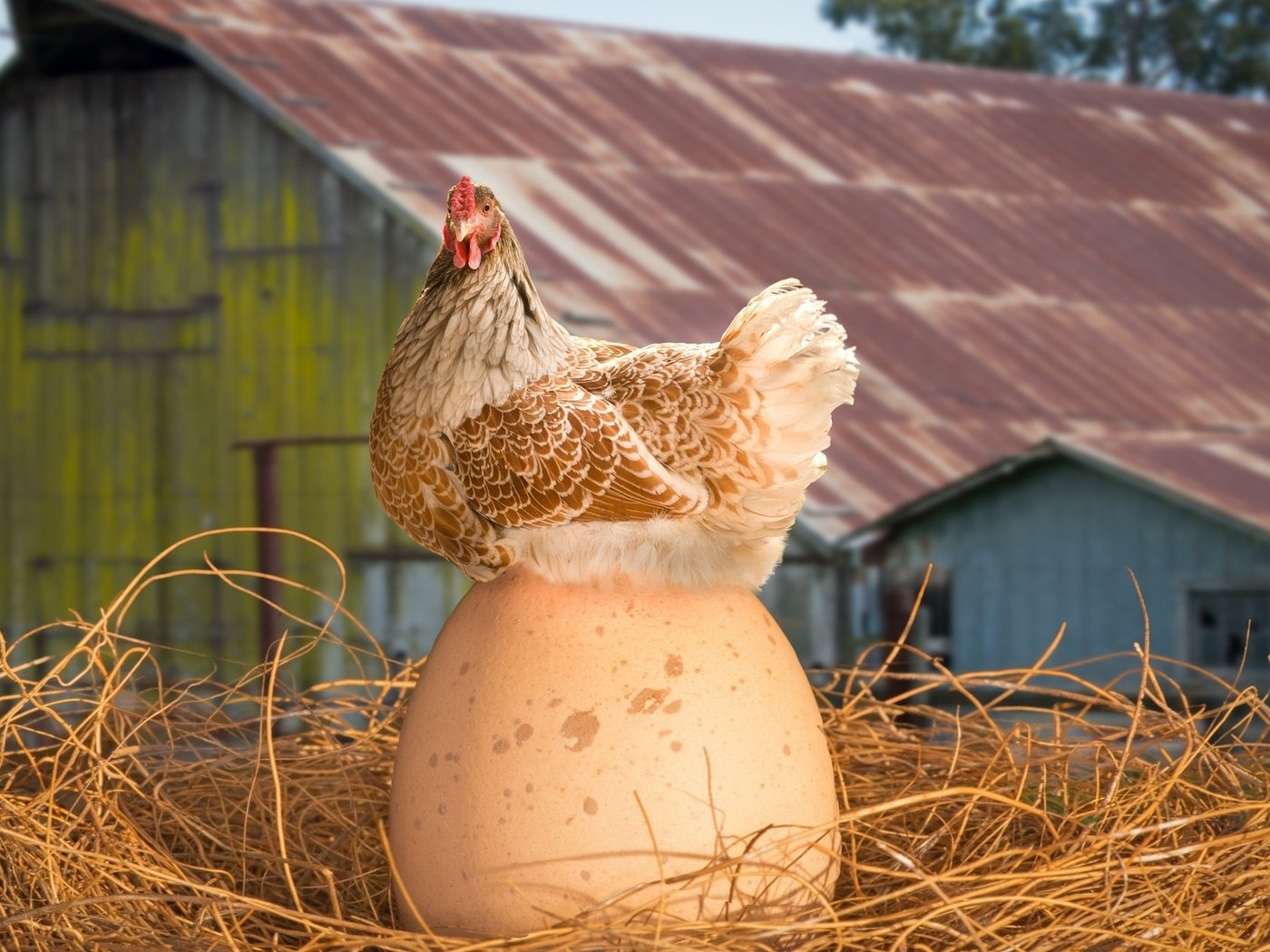 Обои курица, вот это яйко, chicken, this is yayko разрешение 1920x1200 Загрузить