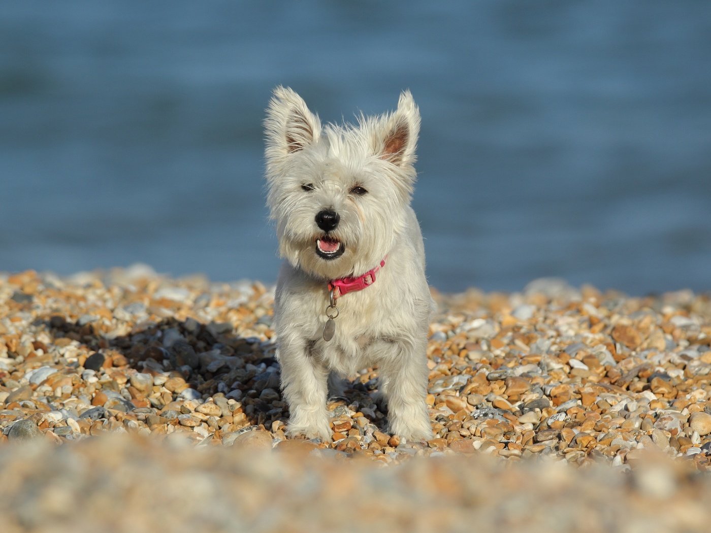 Обои камни, собака, вест-хайленд-уайт-терьер, stones, dog, the west highland white terrier разрешение 3600x2252 Загрузить