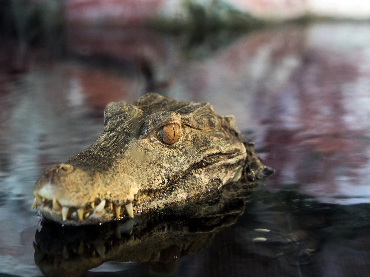 Обои глаза, вода, отражение, зубы, крокодил, пасть, пресмыкающиеся, eyes, water, reflection, teeth, crocodile, mouth, reptiles разрешение 1920x1103 Загрузить