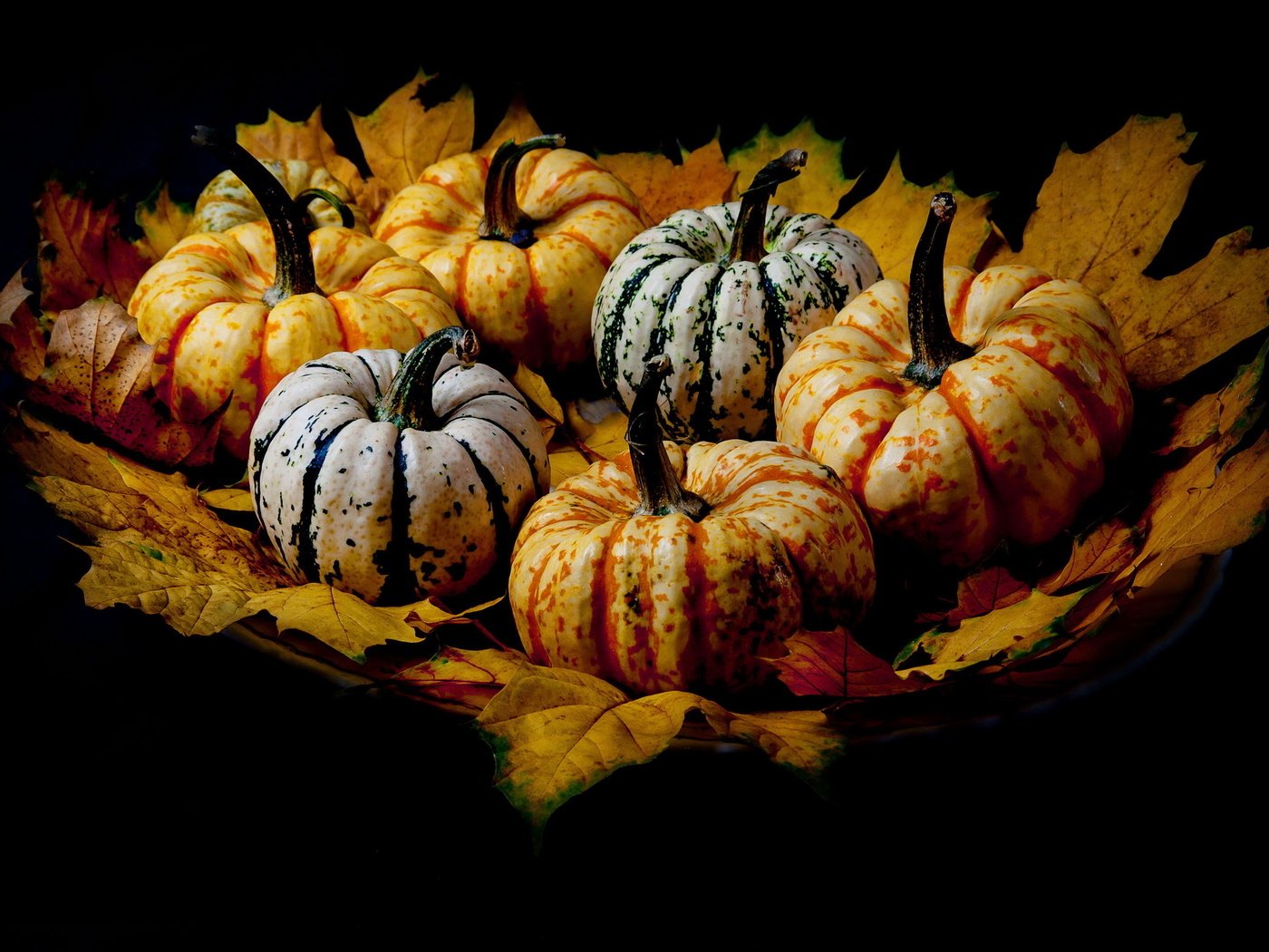 Обои листья, фон, тыквы, leaves, background, pumpkin разрешение 2560x1524 Загрузить