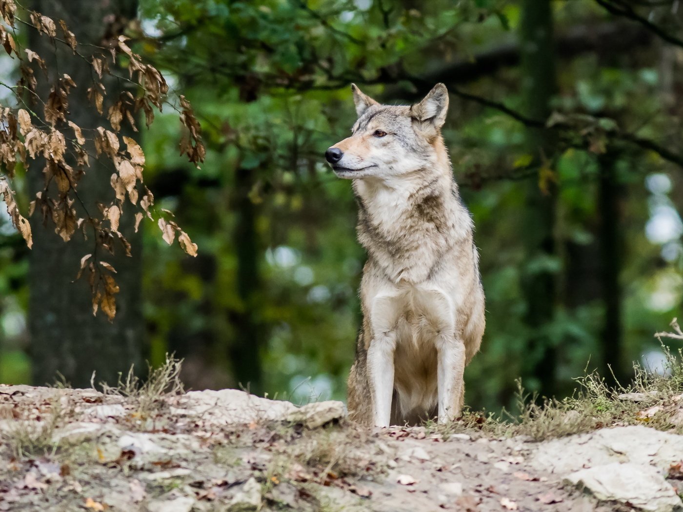 Обои природа, лес, волк, nature, forest, wolf разрешение 2190x1369 Загрузить