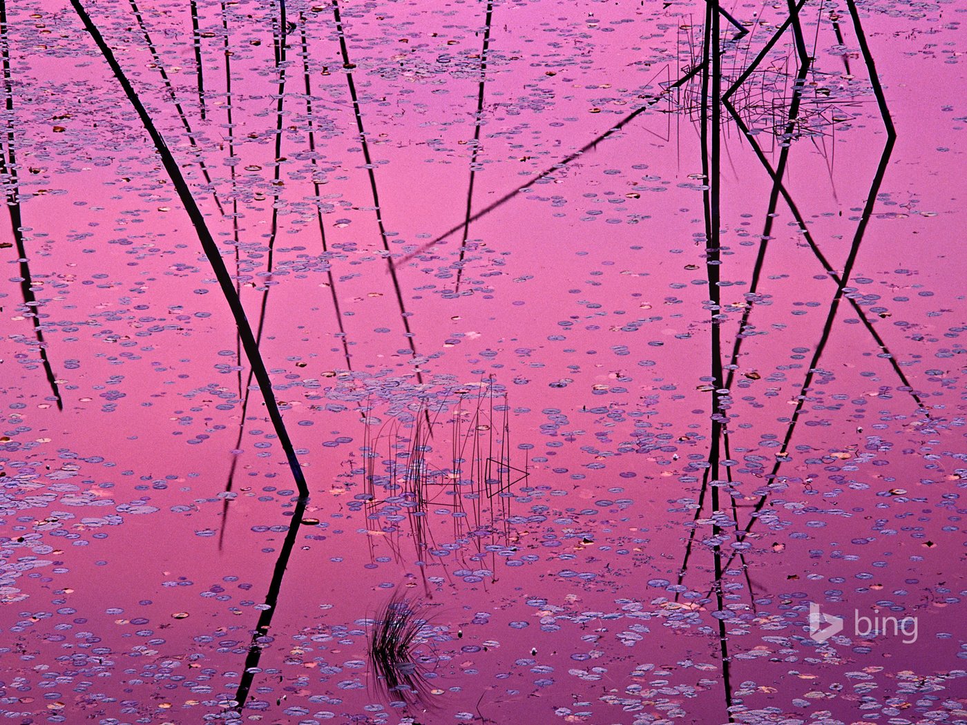 Обои вода, листья, отражение, краски, сша, растение, озеро эли, миннесота, water, leaves, reflection, paint, usa, plant, lake ali, mn разрешение 1920x1200 Загрузить