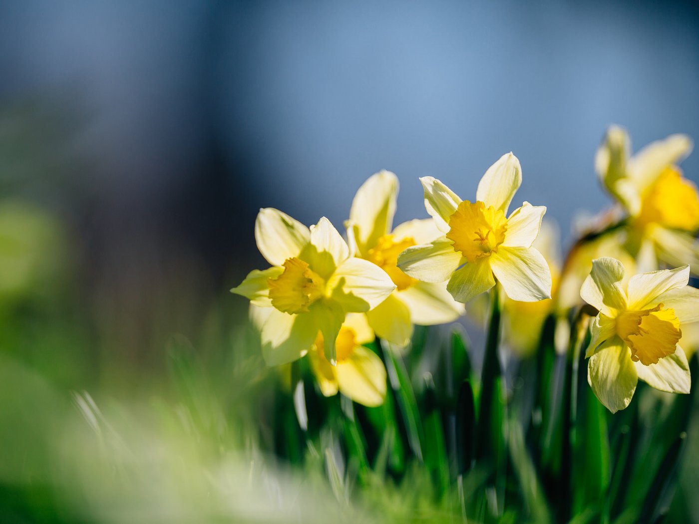 Обои цветы, лепестки, нарциссы, желтые, flowers, petals, daffodils, yellow разрешение 2048x1347 Загрузить