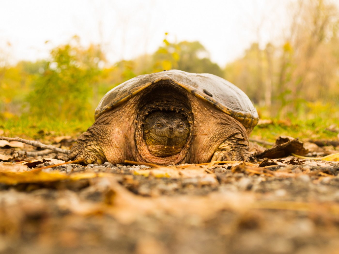 Обои природа, фон, черепаха, nature, background, turtle разрешение 2560x1707 Загрузить