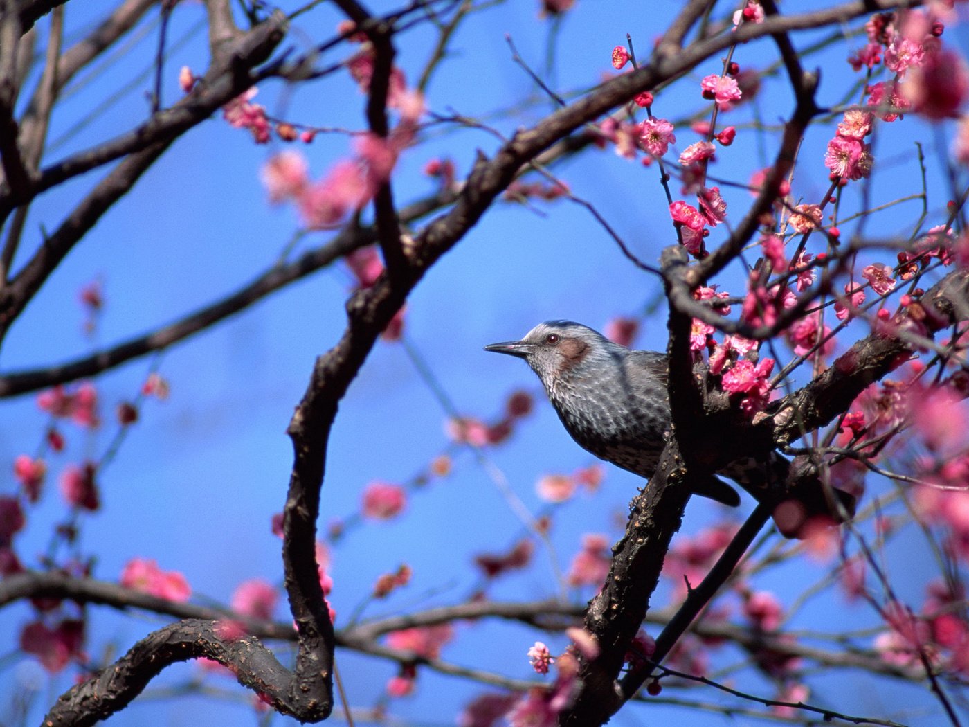 Обои небо, цветы, дерево, птица, весна, the sky, flowers, tree, bird, spring разрешение 2880x1620 Загрузить