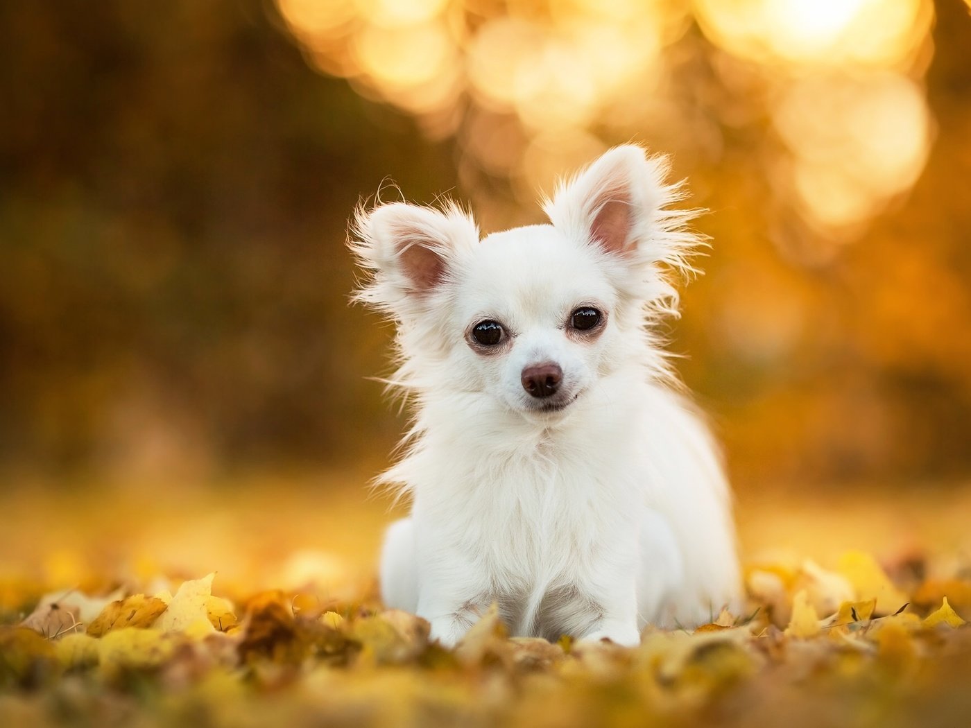 Обои листья, собака, песик, боке, чихуахуа, leaves, dog, doggie, bokeh, chihuahua разрешение 2048x1312 Загрузить