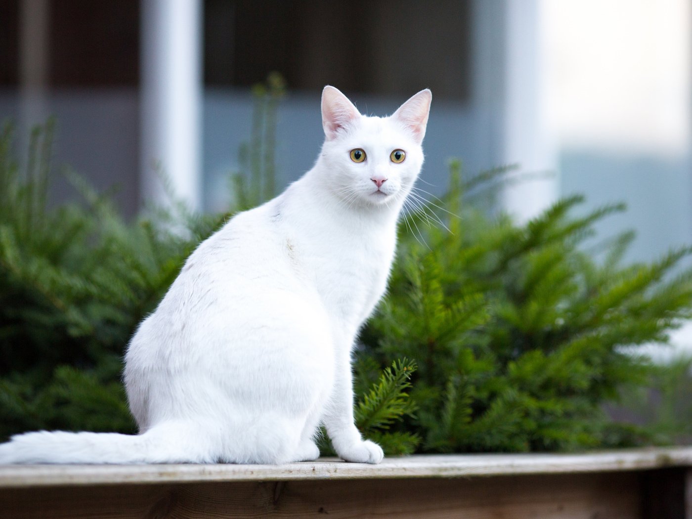 Обои морда, фон, усы, кошка, взгляд, белая, face, background, mustache, cat, look, white разрешение 2048x1365 Загрузить