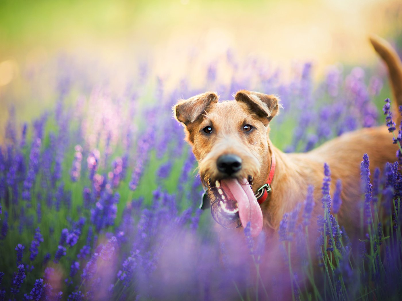 Обои цветы, природа, поле, лаванда, собака, пес, flowers, nature, field, lavender, dog разрешение 2048x1365 Загрузить