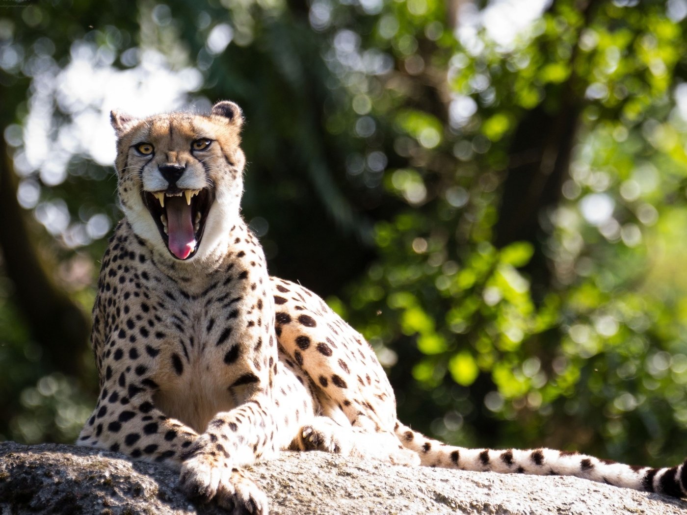 Обои гепард, зевок, cheetah, yawn разрешение 2560x1600 Загрузить