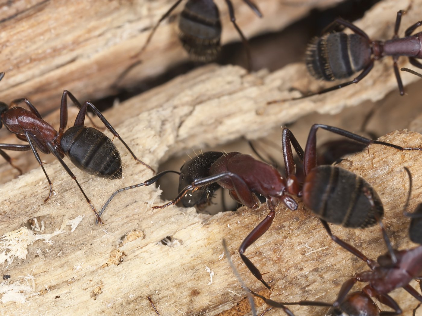 Обои дерево, насекомые, муравьи, дерева, tree, insects, ants, wood разрешение 2883x1800 Загрузить