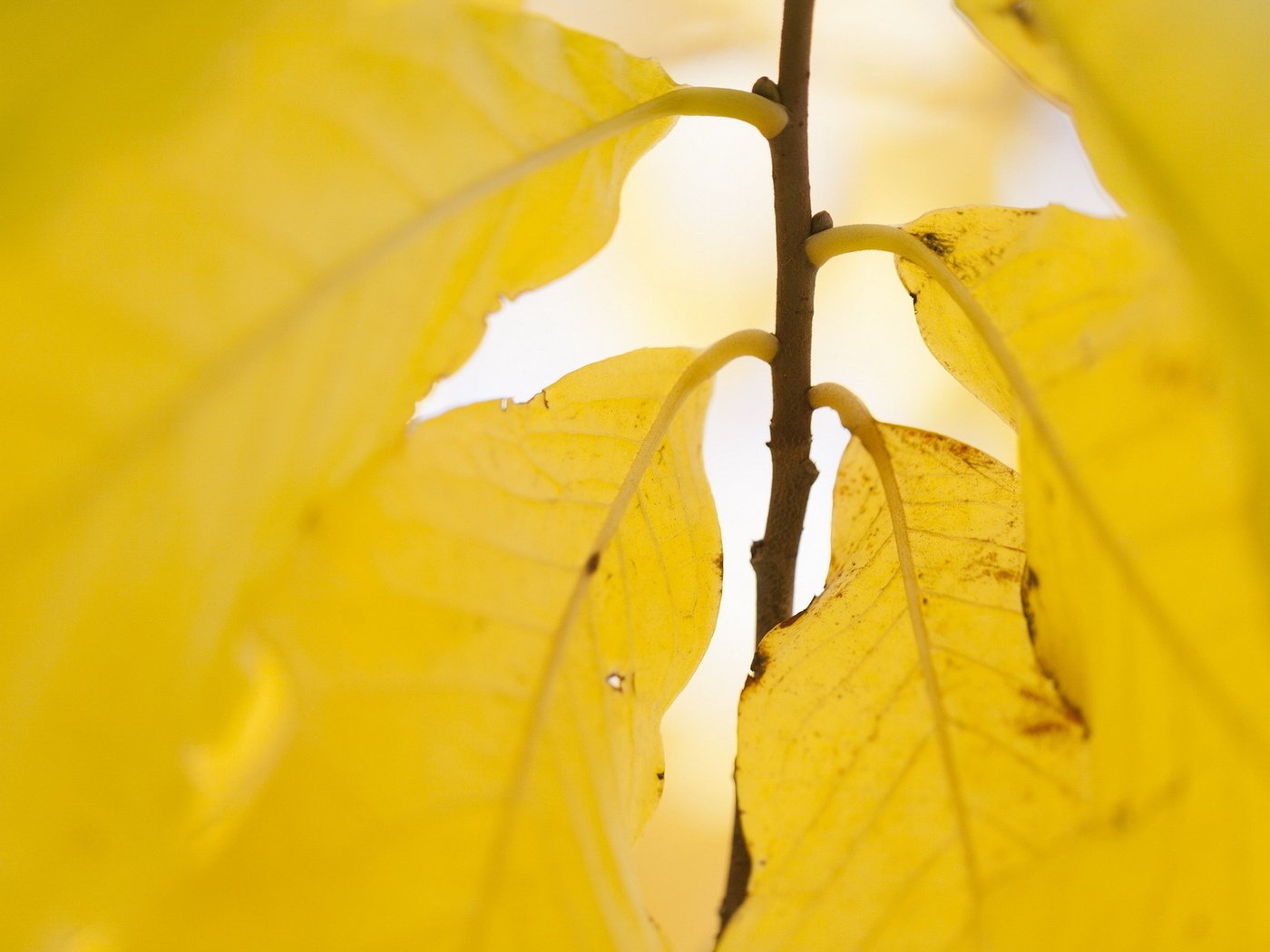 Обои природа, листья, осень, жёлтая, желтые, осен,  листья, nature, leaves, autumn, yellow разрешение 1920x1200 Загрузить