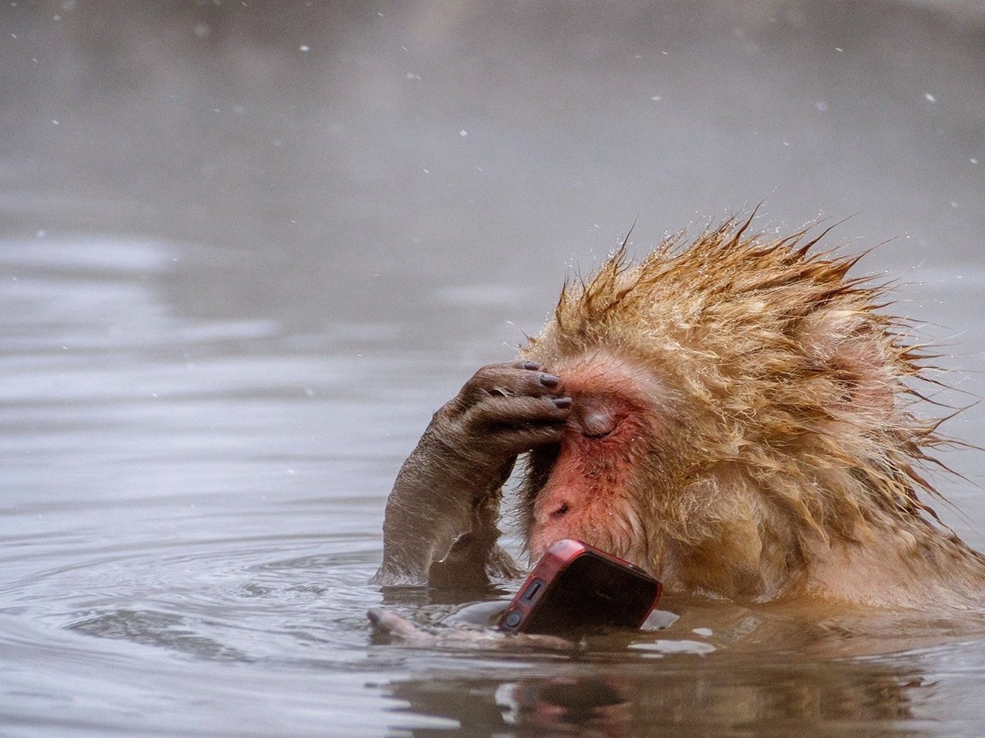 Обои вода, животное, обезьяна, примат, смартфон, японский макак, water, animal, monkey, the primacy of, smartphone, japanese macaques разрешение 1920x1200 Загрузить