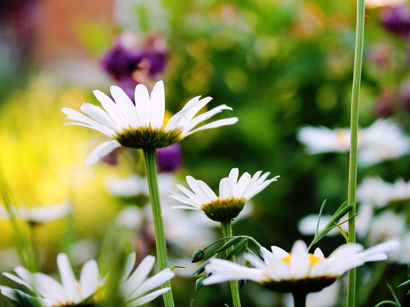 Обои лето, красота, ромашки, summer, beauty, chamomile разрешение 4272x2848 Загрузить