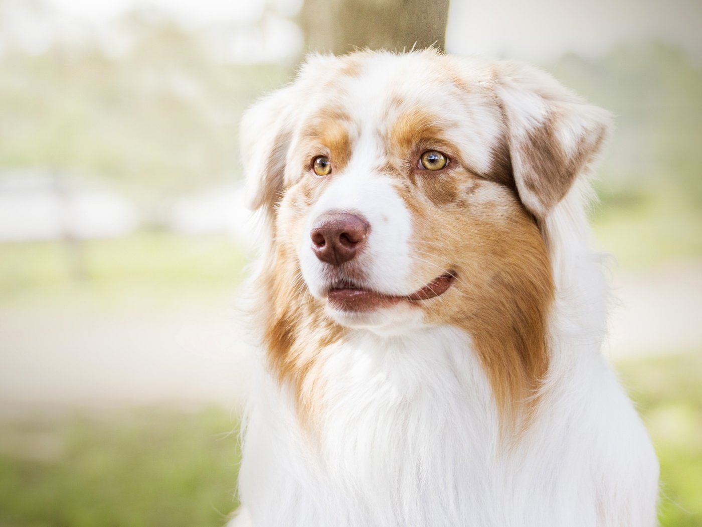 Обои портрет, собака, весна, лужайка, аусси, portrait, dog, spring, lawn, aussie разрешение 4724x2657 Загрузить