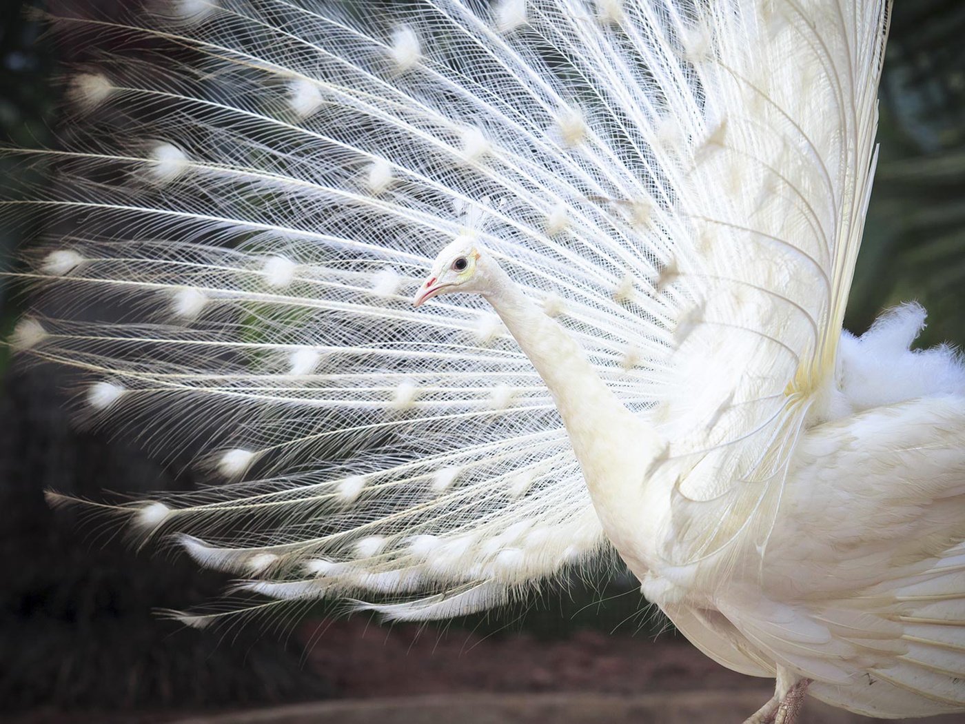 Обои белый, птица, павлин, перья, хвост, индийский, white, bird, peacock, feathers, tail, indian разрешение 1920x1080 Загрузить