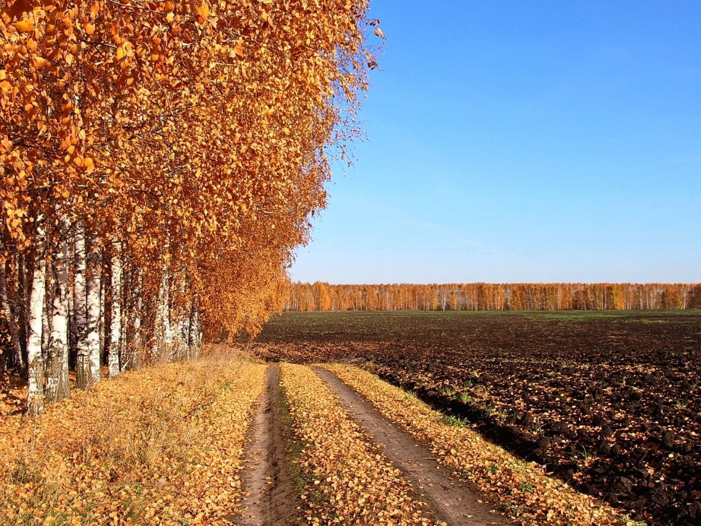 Обои дорога, поле, березы, осень, проселочная дорога, road, field, birch, autumn, country road разрешение 2500x1406 Загрузить