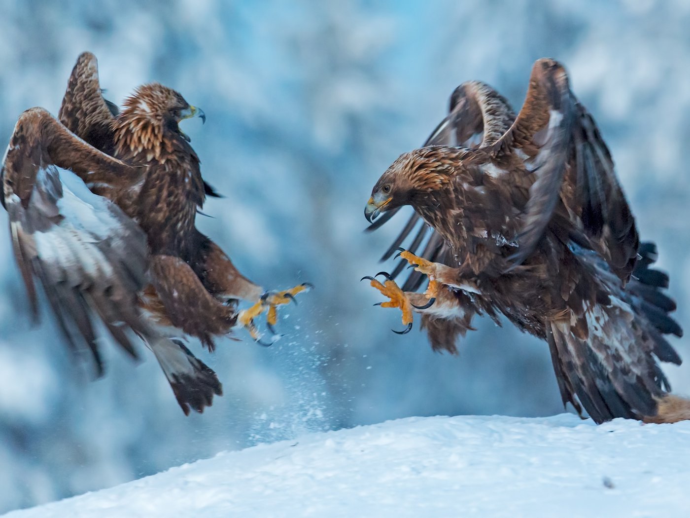 Обои снег, природа, крылья, птицы, клюв, когти, беркут, snow, nature, wings, birds, beak, claws, eagle разрешение 1920x1373 Загрузить