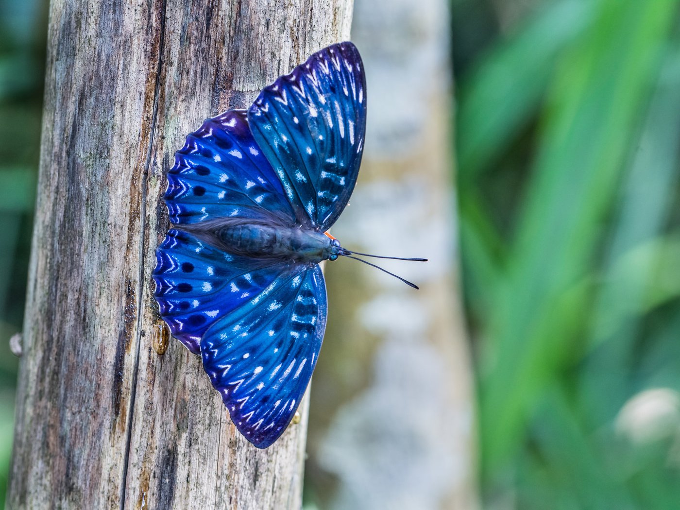 Обои природа, дерево, макро, насекомое, бабочка, синяя, dichorragia nesimachus, nature, tree, macro, insect, butterfly, blue разрешение 2048x1365 Загрузить