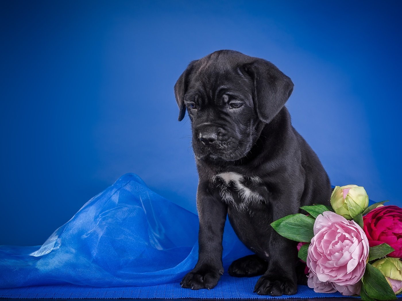 Обои цветы, щенок, ткань, кане-корсо, flowers, puppy, fabric, cane corso разрешение 3300x2219 Загрузить