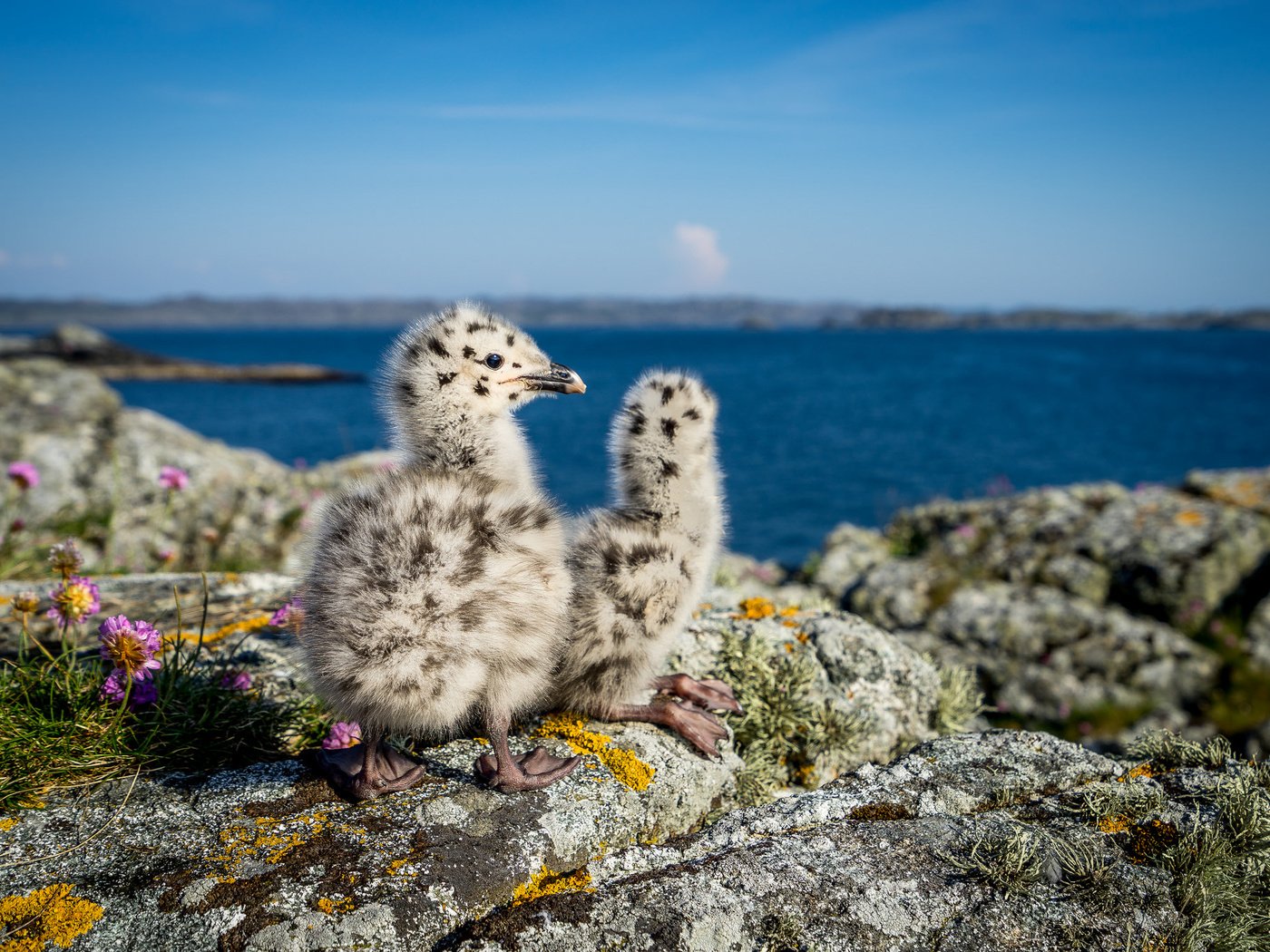 Обои природа, птицы, чайки, норвегия, птенцы, nature, birds, seagulls, norway, chicks разрешение 2048x1365 Загрузить