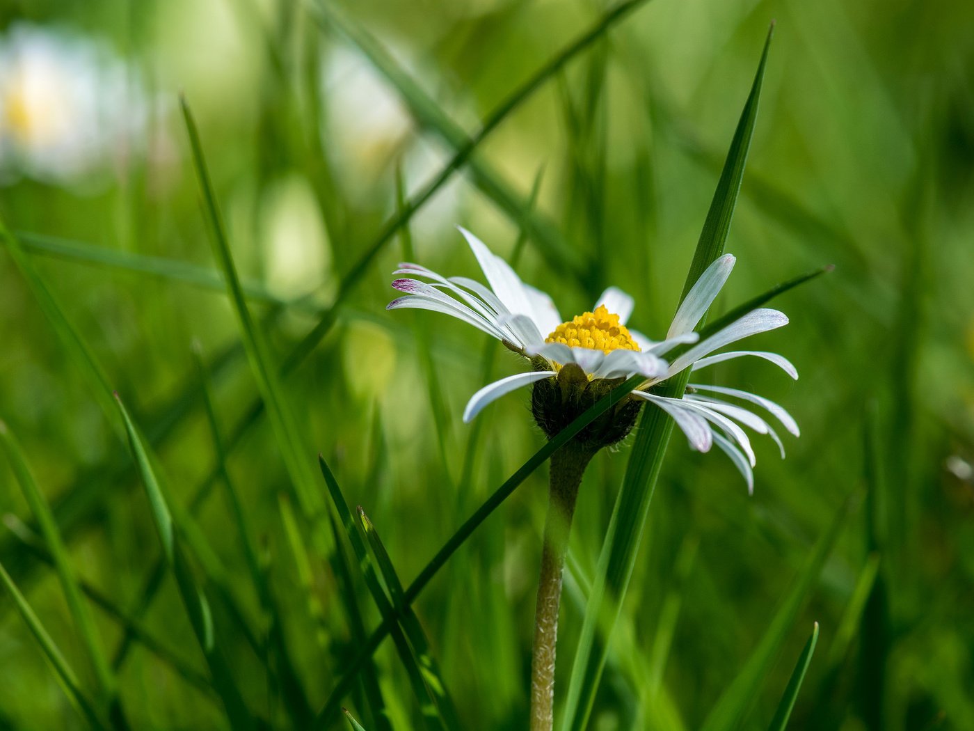 Обои трава, ромашка, боке, grass, daisy, bokeh разрешение 2048x1366 Загрузить