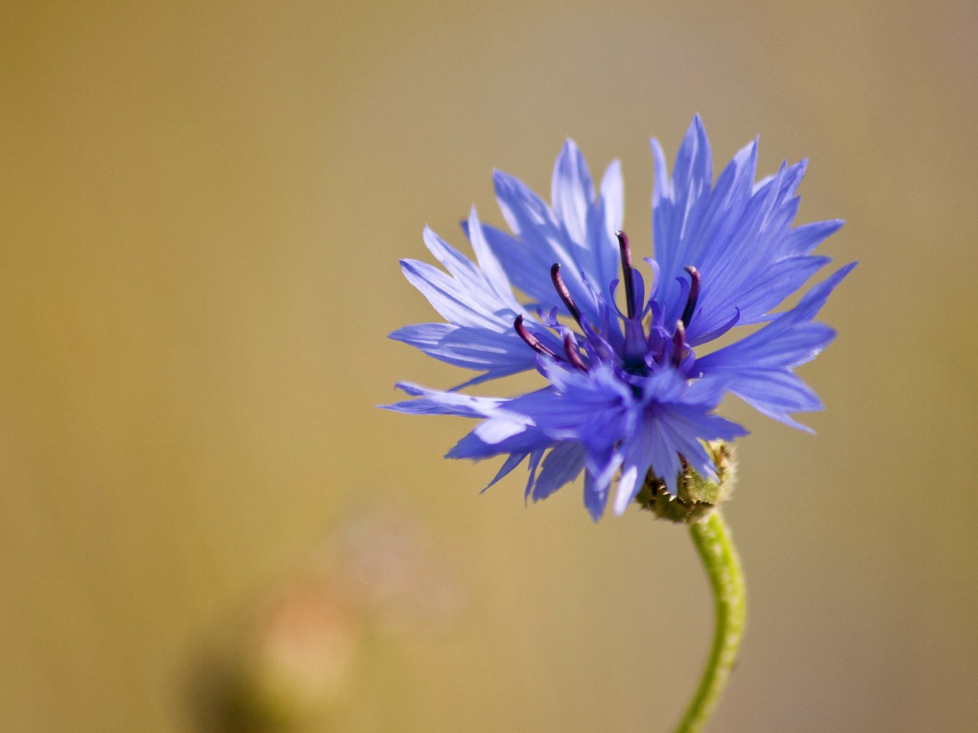 Обои макро, синий, цветок, василек, полевой, macro, blue, flower, cornflower, field разрешение 2039x1161 Загрузить